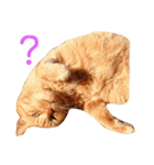 ちゃとらねこ（個別スタンプ：4）