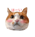 ちゃとらねこ（個別スタンプ：5）