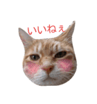 ちゃとらねこ（個別スタンプ：6）