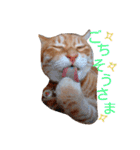 ちゃとらねこ（個別スタンプ：7）