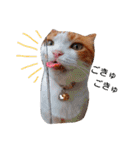 ちゃとらねこ（個別スタンプ：8）