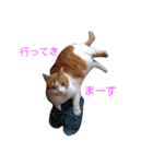 ちゃとらねこ（個別スタンプ：9）