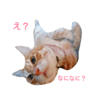 ちゃとらねこ（個別スタンプ：10）