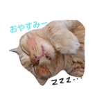 ちゃとらねこ（個別スタンプ：11）