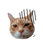 ちゃとらねこ（個別スタンプ：12）