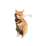 ちゃとらねこ（個別スタンプ：13）