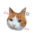 ちゃとらねこ（個別スタンプ：17）