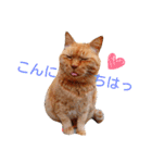 ちゃとらねこ（個別スタンプ：19）