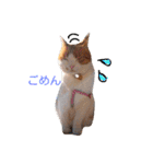 ちゃとらねこ（個別スタンプ：20）