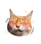 ちゃとらねこ（個別スタンプ：21）