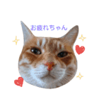 ちゃとらねこ（個別スタンプ：22）