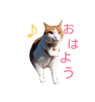 ちゃとらねこ（個別スタンプ：23）