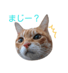 ちゃとらねこ（個別スタンプ：24）