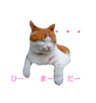 ちゃとらねこ（個別スタンプ：26）