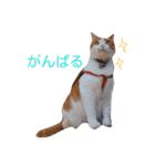 ちゃとらねこ（個別スタンプ：28）