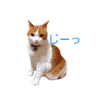 ちゃとらねこ（個別スタンプ：31）