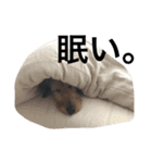 アニィ（個別スタンプ：8）