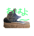 ひじきのきもち（個別スタンプ：3）