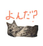ひじきのきもち（個別スタンプ：7）