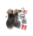 Lovely~Yorkshire Terrier（個別スタンプ：1）