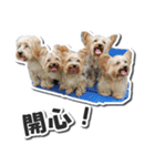 Lovely~Yorkshire Terrier（個別スタンプ：2）