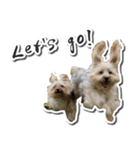 Lovely~Yorkshire Terrier（個別スタンプ：4）