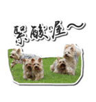 Lovely~Yorkshire Terrier（個別スタンプ：6）