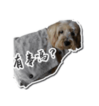 Lovely~Yorkshire Terrier（個別スタンプ：7）