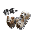 Lovely~Yorkshire Terrier（個別スタンプ：8）