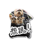 Lovely~Yorkshire Terrier（個別スタンプ：9）