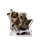 Lovely~Yorkshire Terrier（個別スタンプ：10）