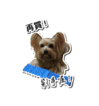 Lovely~Yorkshire Terrier（個別スタンプ：11）