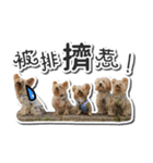 Lovely~Yorkshire Terrier（個別スタンプ：12）