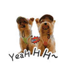 Lovely~Yorkshire Terrier（個別スタンプ：13）