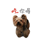 Lovely~Yorkshire Terrier（個別スタンプ：14）