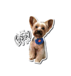 Lovely~Yorkshire Terrier（個別スタンプ：15）