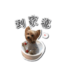 Lovely~Yorkshire Terrier（個別スタンプ：16）