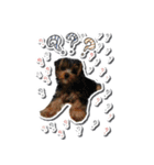 Lovely~Yorkshire Terrier（個別スタンプ：17）