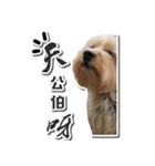 Lovely~Yorkshire Terrier（個別スタンプ：19）