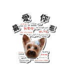 Lovely~Yorkshire Terrier（個別スタンプ：20）