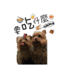Lovely~Yorkshire Terrier（個別スタンプ：21）