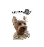 Lovely~Yorkshire Terrier（個別スタンプ：22）