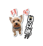 Lovely~Yorkshire Terrier（個別スタンプ：23）