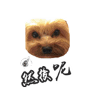 Lovely~Yorkshire Terrier（個別スタンプ：24）