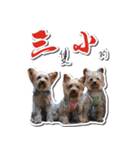 Lovely~Yorkshire Terrier（個別スタンプ：25）