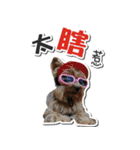 Lovely~Yorkshire Terrier（個別スタンプ：26）
