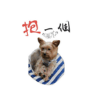 Lovely~Yorkshire Terrier（個別スタンプ：27）