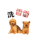 Lovely~Yorkshire Terrier（個別スタンプ：28）