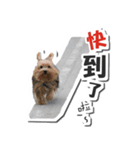 Lovely~Yorkshire Terrier（個別スタンプ：29）