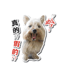 Lovely~Yorkshire Terrier（個別スタンプ：30）
